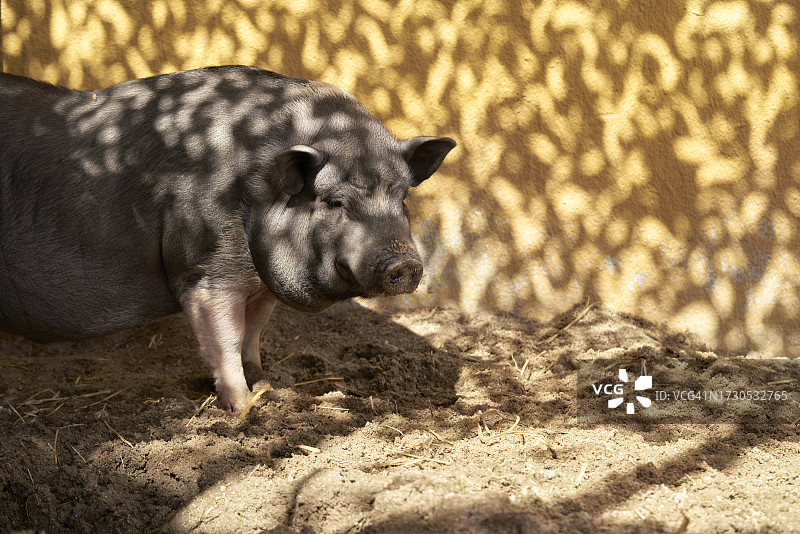 阳光明媚的一天，动物园里，猪站在围栏里的侧视图，周围没有人图片素材