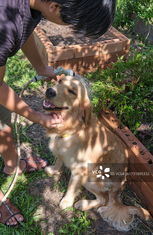 金色寻回犬在主人浇灌花园时乞求图片素材