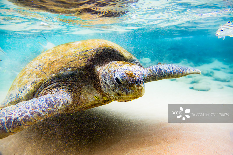 斯里兰卡希卡杜瓦海域中游泳的绿色海龟图片素材