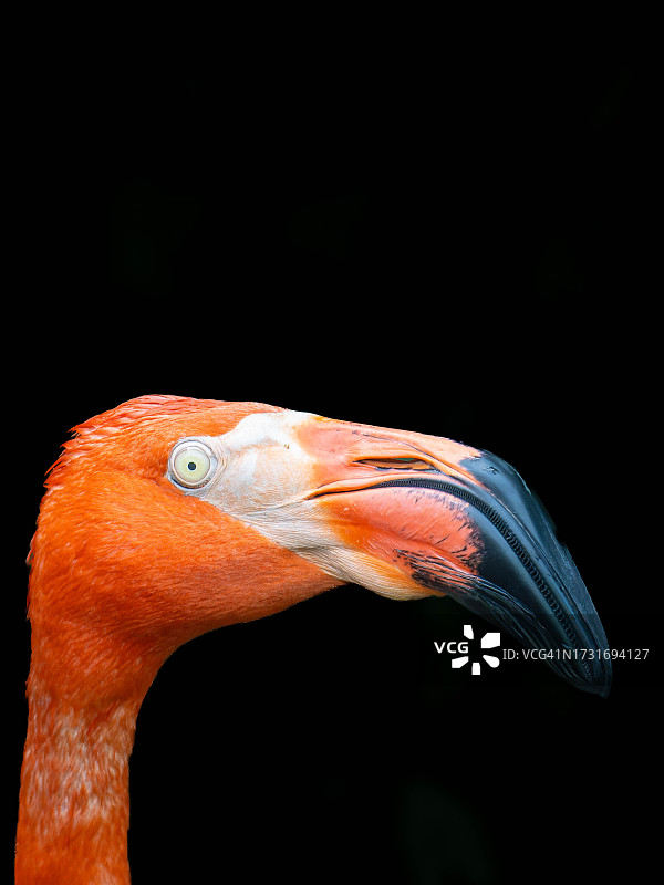 黑色背景下的大红鹳特写，美国佛罗里达州基韦斯特图片素材