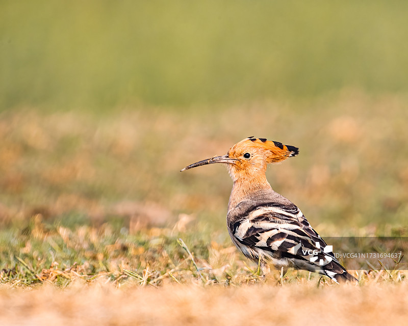 戴胜田野栖息特写图片素材