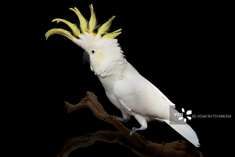 黑色背景下，鹦鹉栖息在树枝上特写图片素材