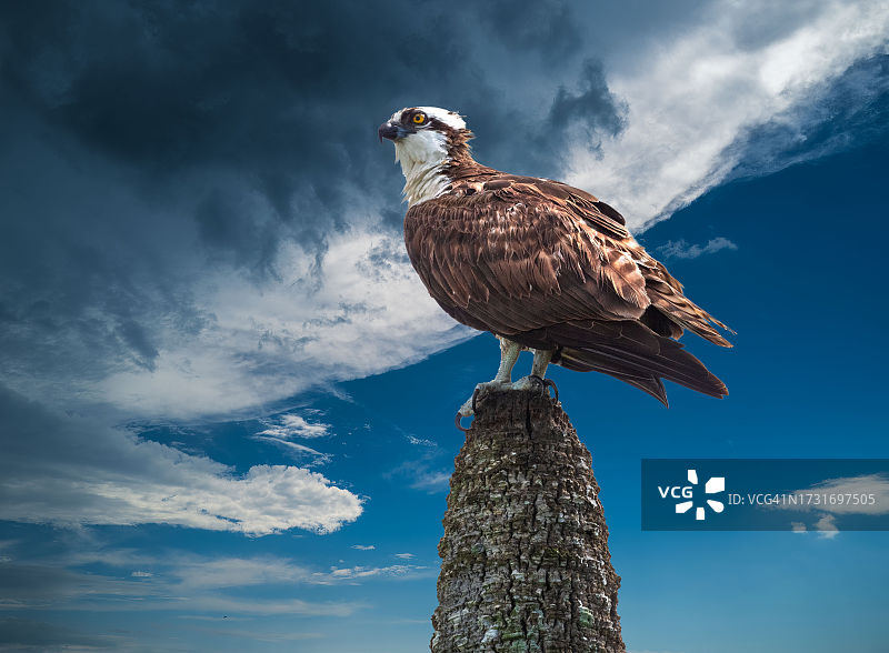 低角度看栖息在树上的鹰，美国佛罗里达州图片素材