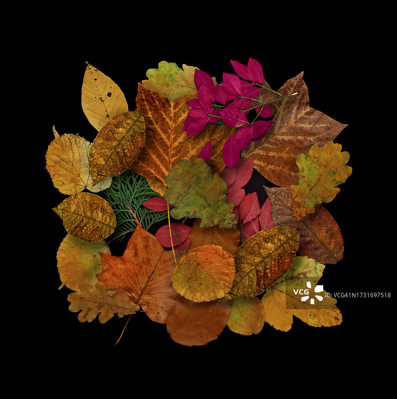 黑色背景下的树叶特写图片素材