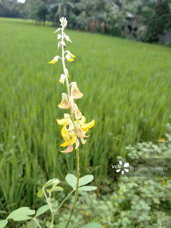 田野开花植物特写图片素材