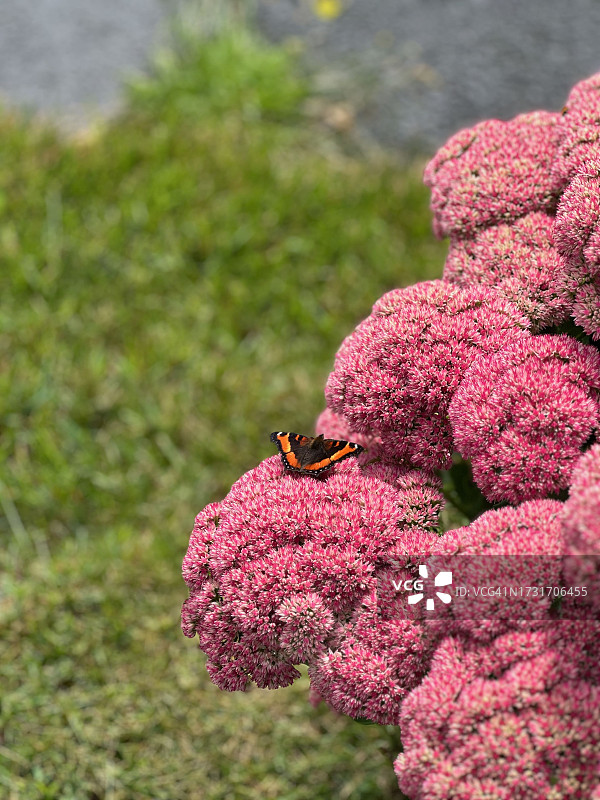 粉色花朵上的昆虫特写图片素材