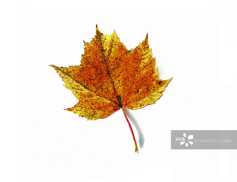 白色背景上的枫叶图片素材
