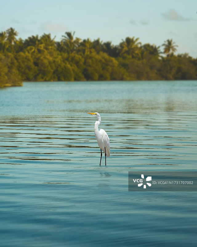 栖息在湖中的白鹭的侧面图，美国图片素材