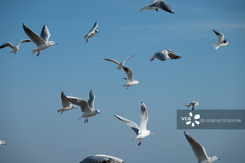 海鸥在晴朗蓝天中飞翔图片素材