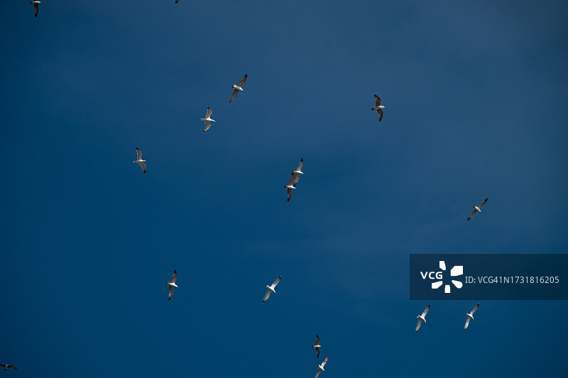 海鸥在晴朗蓝天中飞翔图片素材