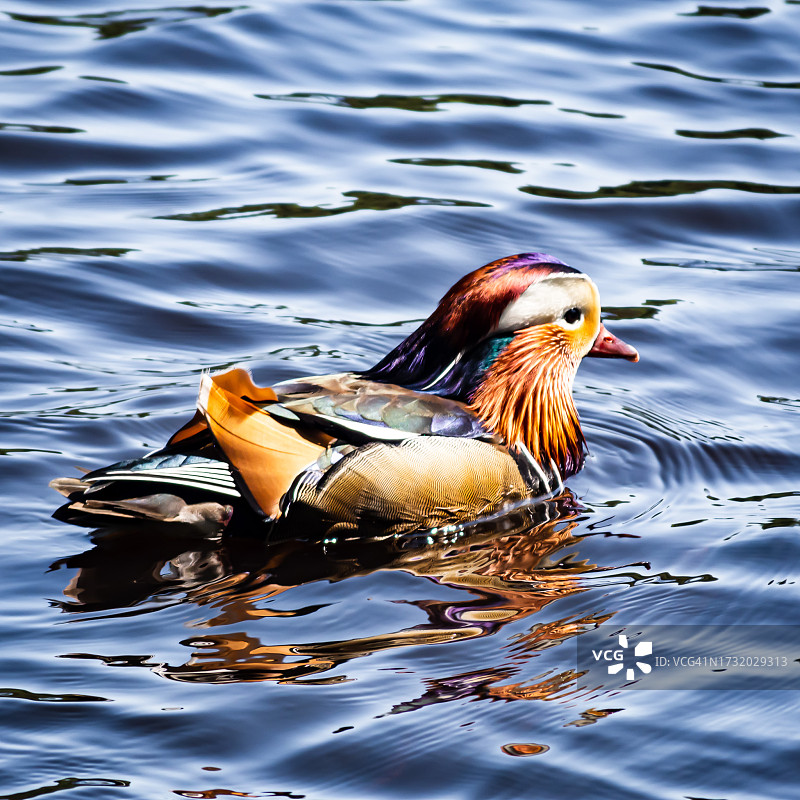 鸳鸯在湖中游泳特写图片素材