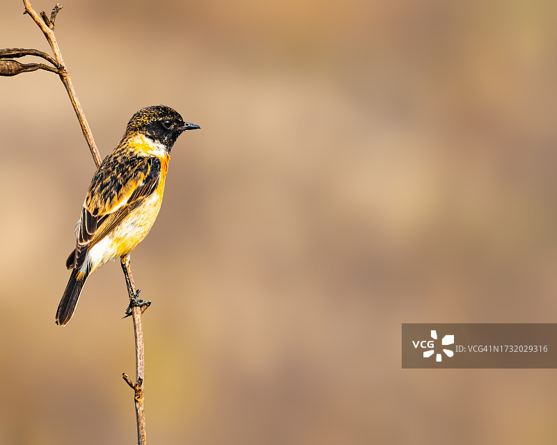山雀栖息在树枝上特写图片素材