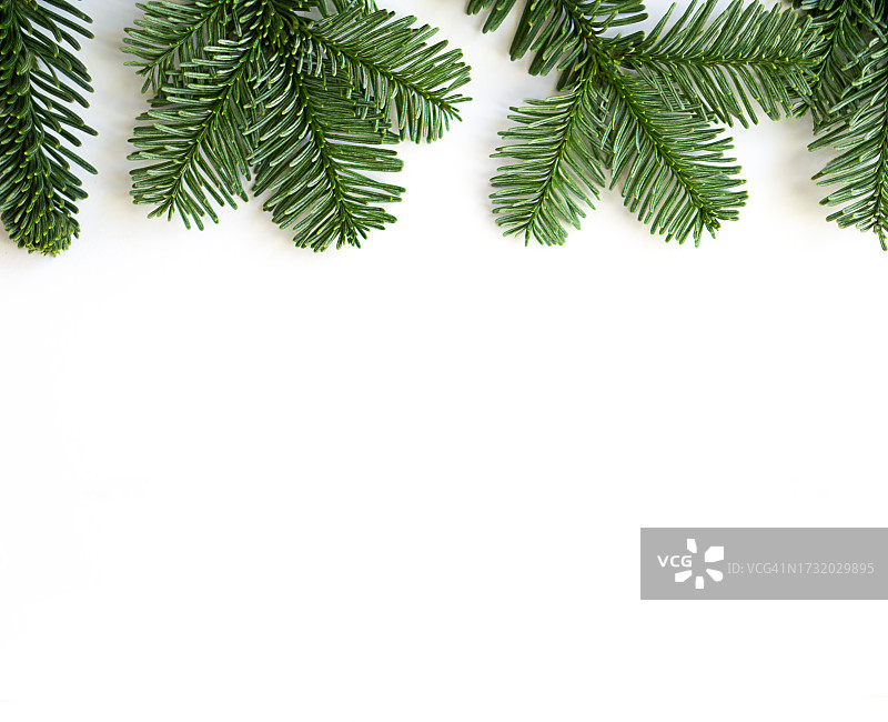 白色背景下的树叶特写图片素材