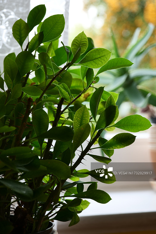 树上生长的植物特写图片素材