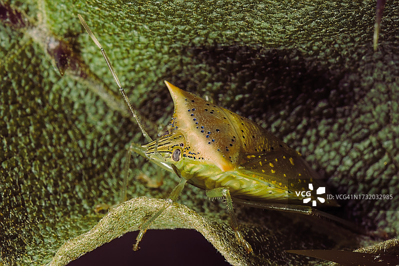 树叶上的昆虫特写图片素材