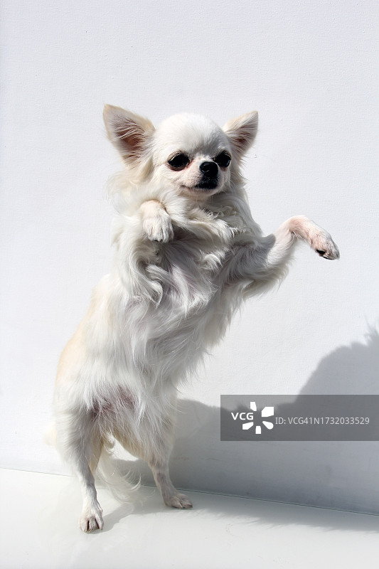 白色背景下的吉娃娃犬肖像，美国图片素材