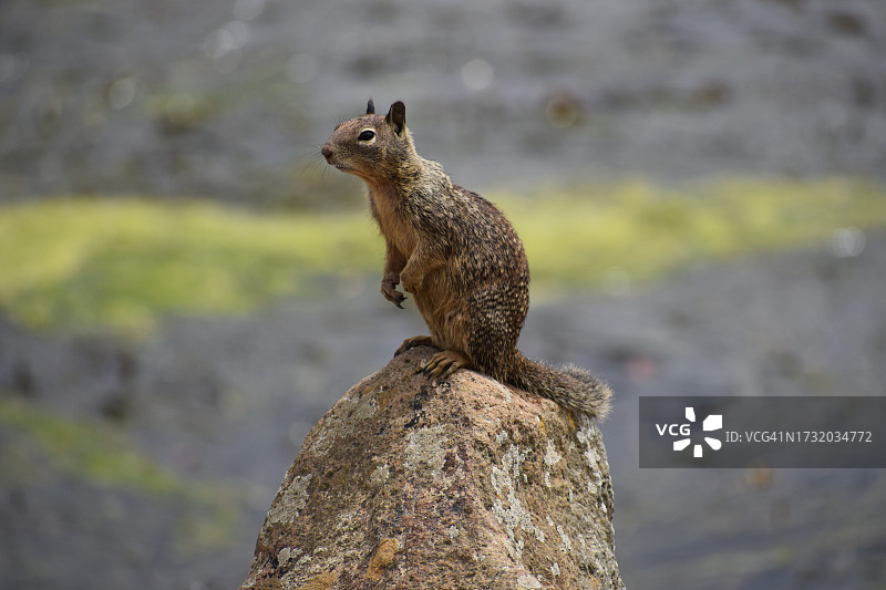 莫罗湾岩石上的松鼠特写，美国加利福尼亚州图片素材