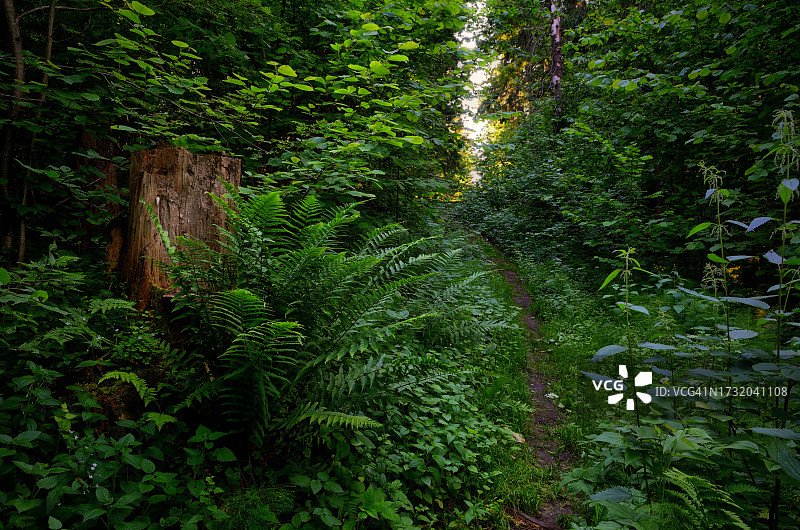 生长在森林中的树木图片素材