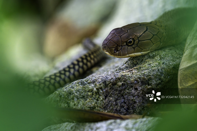 新加坡树上蛇的特写镜头图片素材