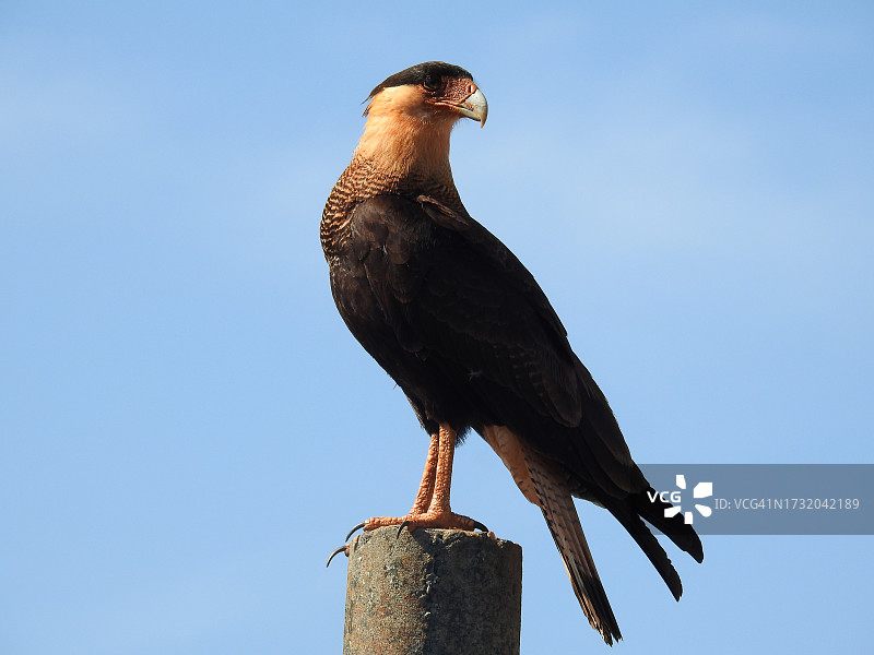 仰视栖息在木头上的鹰图片素材