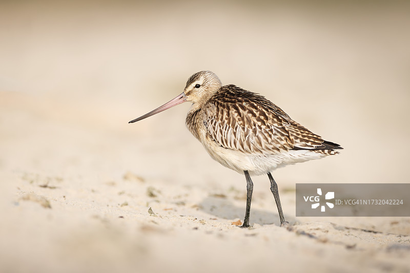 栖息在沙滩上的鹬鸟特写图片素材