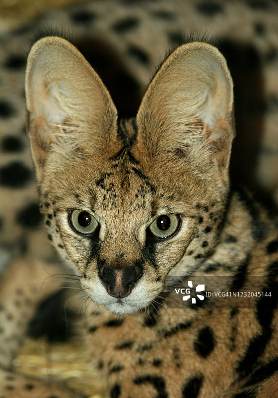 猎豹特写图片素材