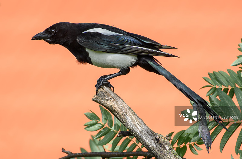 喜鹊栖息在树枝上的特写图片素材