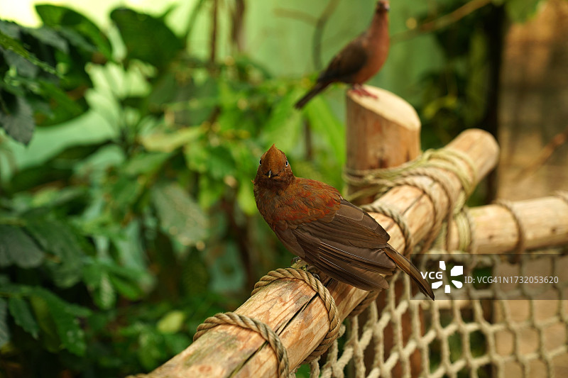 美国华盛顿州西雅图，栖息在栏杆上的北美红雀特写图片素材