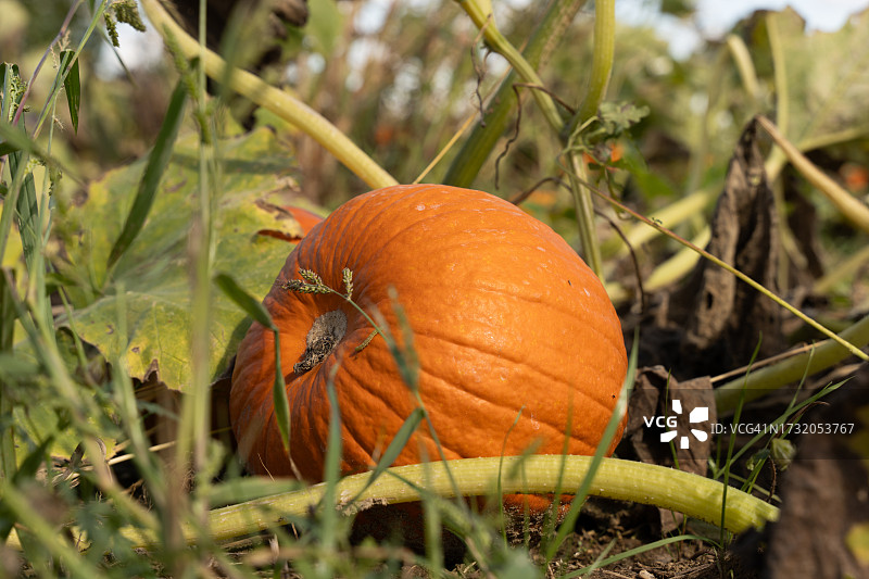 美国印第安纳州格林菲尔德的田野上的南瓜特写图片素材