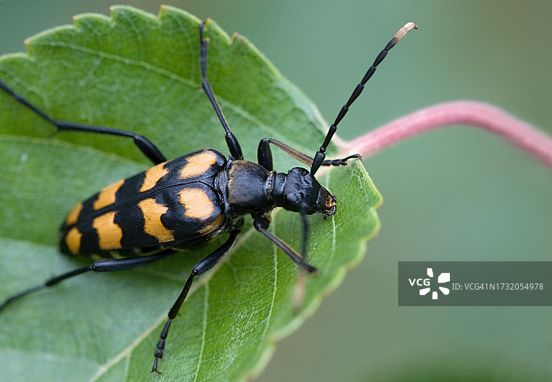 树叶上的昆虫特写图片素材