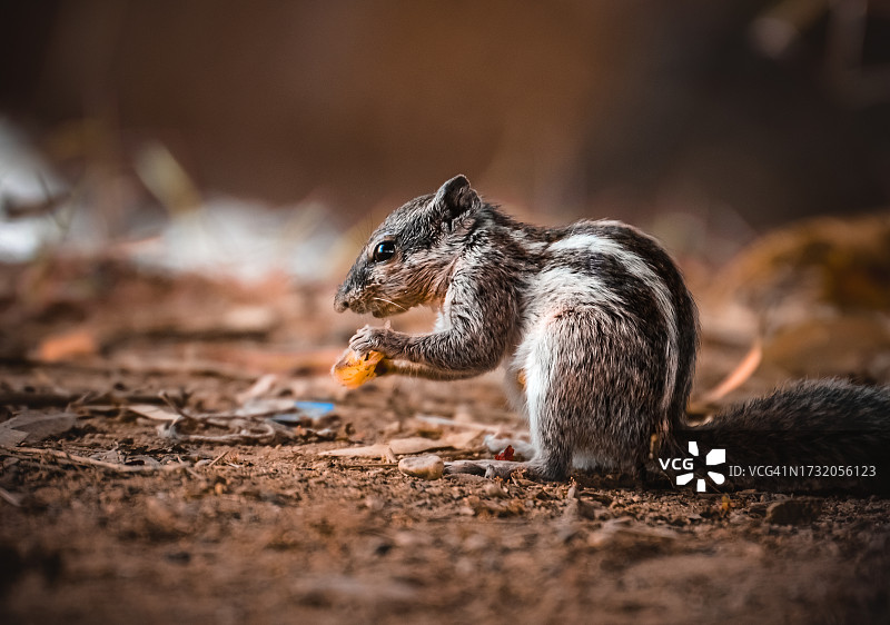 花栗鼠进食的特写图片素材