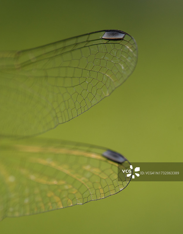 豆娘在叶子上的特写图片素材