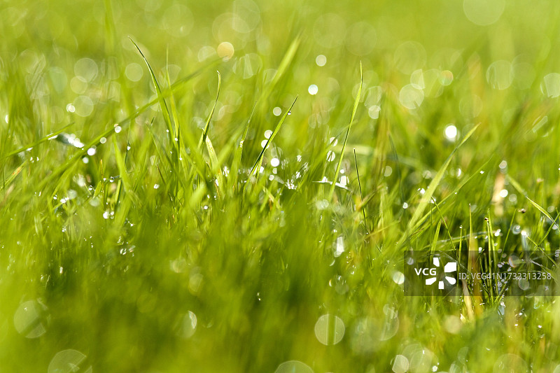 草地特写散景图片素材