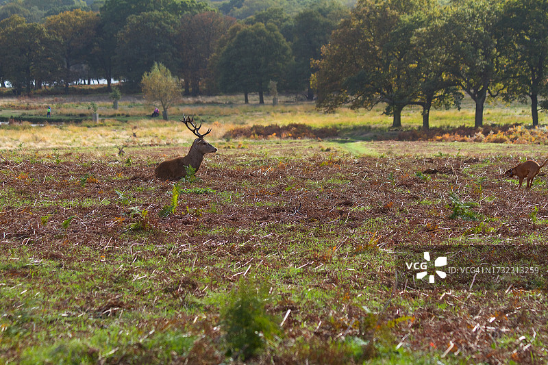 雄鹿与狗的对峙图片素材