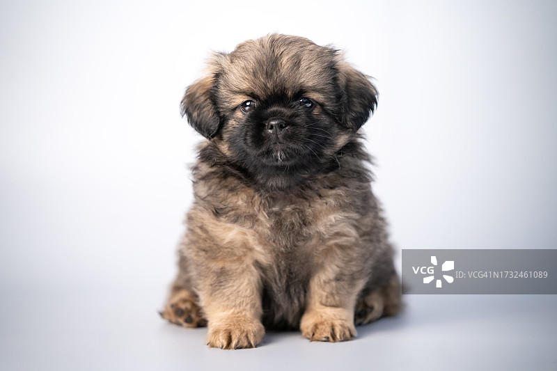 藏獒幼犬肖像图片素材