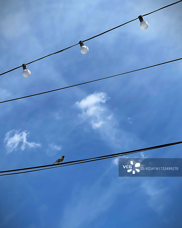 电线上的小鸟图片素材