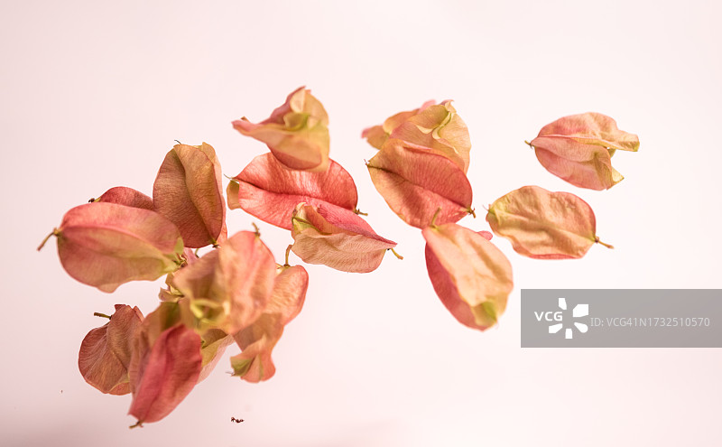 空中飞舞的红色花荚图片素材