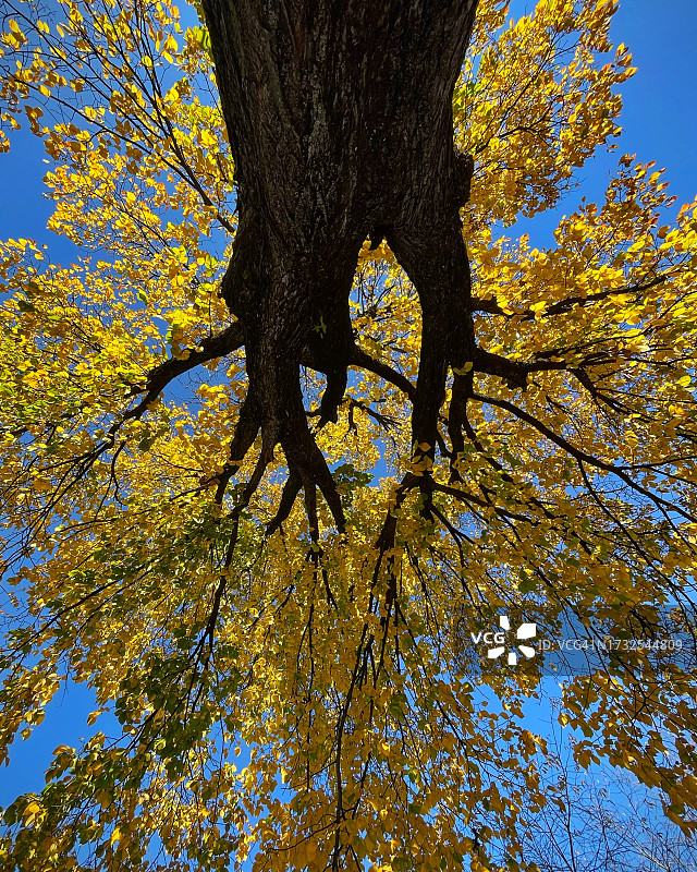 秋天树叶图片素材