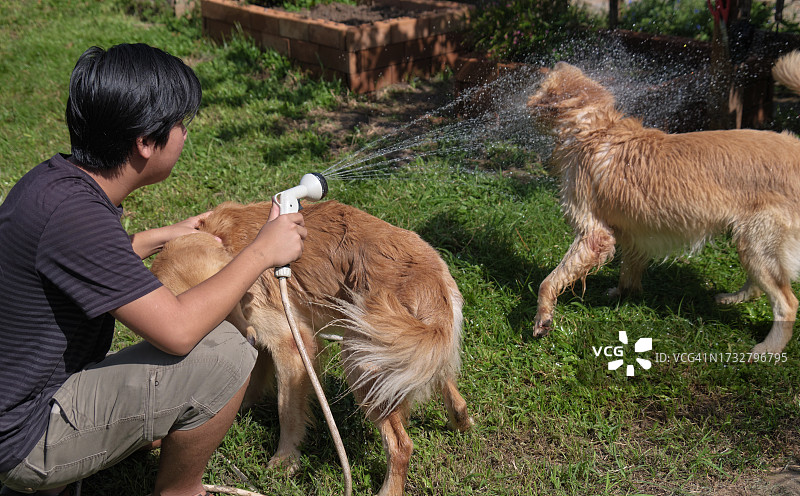 阳光明媚的日子里，青少年男孩和他的狗一起喷水图片素材