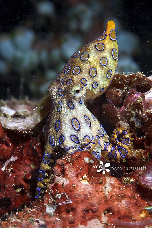 蓝环章鱼图片素材