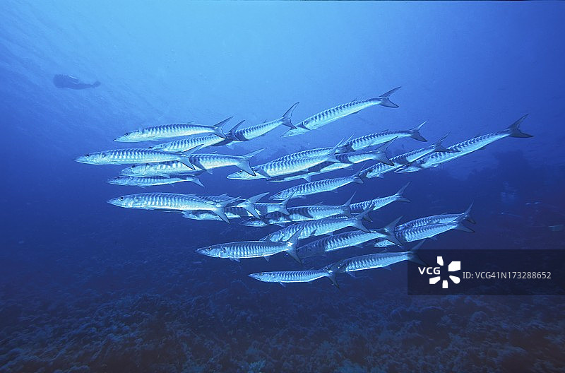 梭鱼群图片素材