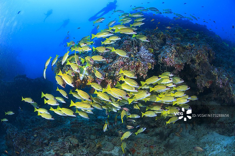 东方石鲈鱼群图片素材