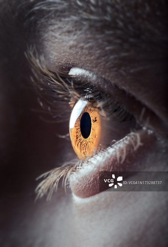 人眼特写图片素材