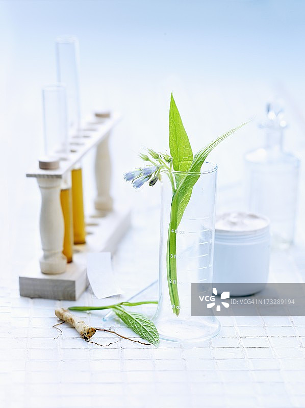 聚合草研究实验室图片素材