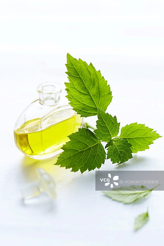 白色背景上的广藿香精油和叶子图片素材