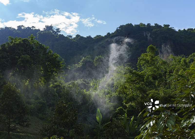 无人机在榴莲果园喷洒肥料 - 现代农业创新图片素材