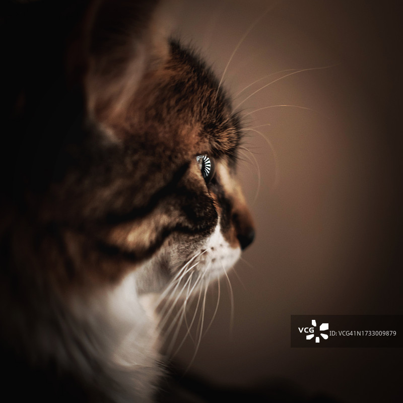 猫的眼神图片素材