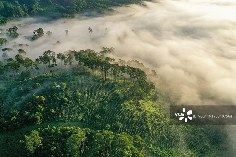 无人机视角下的雾中咖啡农场图片素材