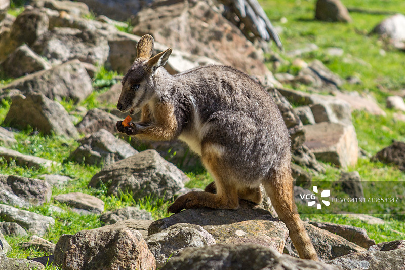岩石上的松鼠特写图片素材