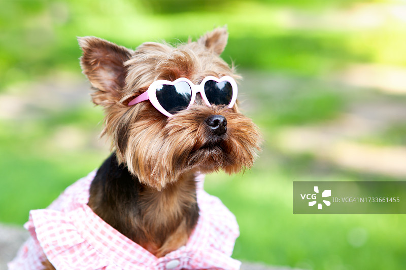 穿着连衣裙和心形太阳镜的可爱约克夏犬图片素材
